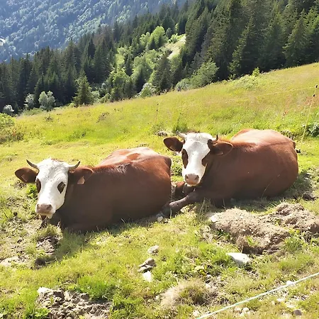 Gentiane 7 Pers - Proche Pistes Chalet *